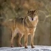 Wolves Are Thriving In The Radioactive Chernobyl Exclusion Zone