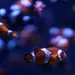 Clownfish Might Be Counting Their Potential Enemies' Stripes